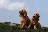 BASSET FAUVE DE BRETAGNE 004